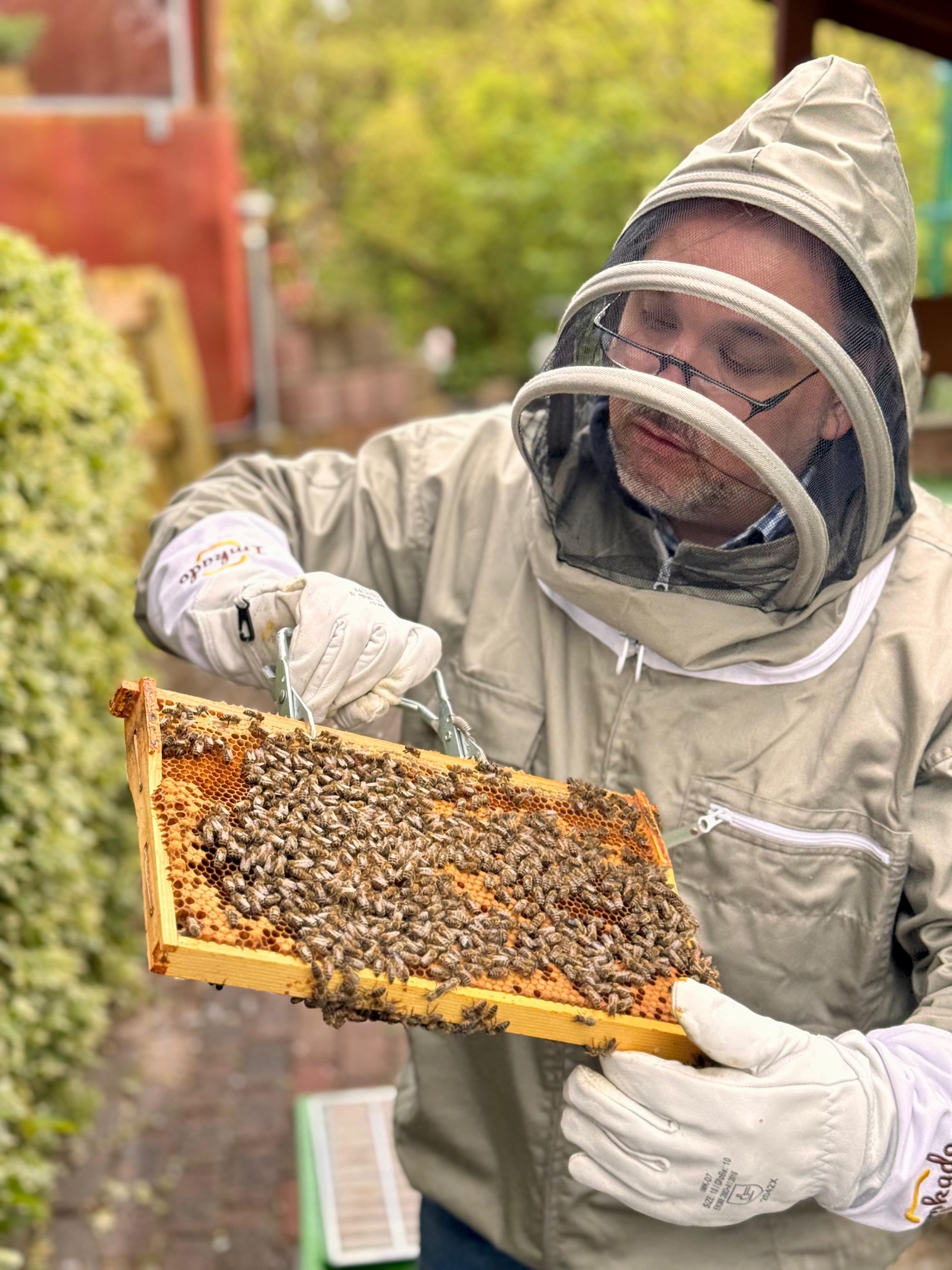 Jens Krüger prüft eine Wabe voller Bienen